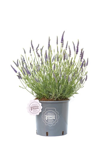 Vannucci piante lavandula - piante,