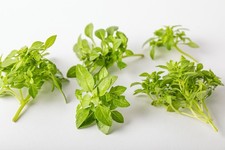 Basilico a Foglie essiccate da