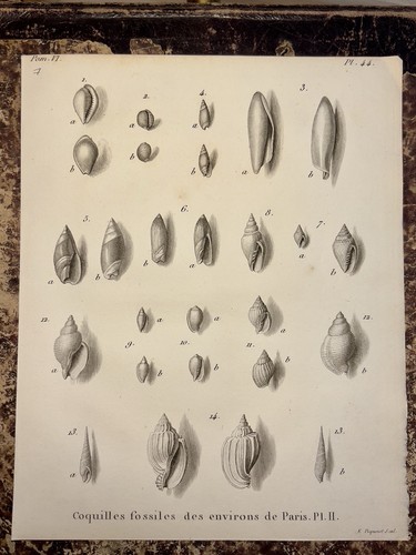 Conchiglie fossili parigi - fossili,