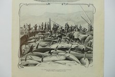 SICILIA MATTANZA TONNO TONNARA FAVIGNANA TRAPANI 904 ILLUSTRAZIONE ITALIANA RARA