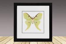 American Moon moth, Actias