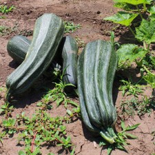 Zucchino Gigante (oltre 4kg)