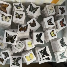 30 Esemplari Farfalla Vera