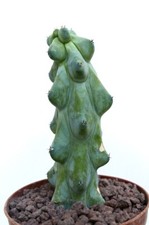 MYRTILLOCACTUS GEOMETRIZANS cv FUKUROKURYUZINBOKU 8913