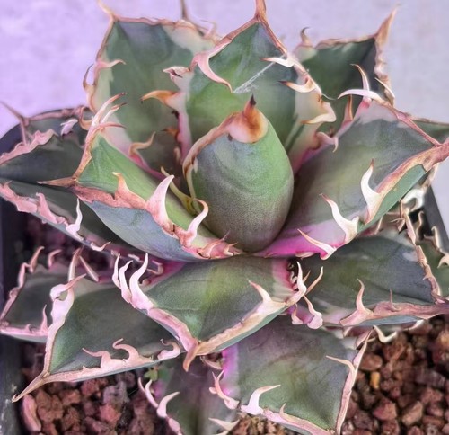 Sale rare cacti - sale,