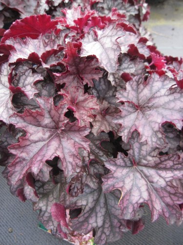 Heuchera cultorum blackberry - x,