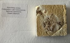 Pesce fossile aipichthys - fossile,
