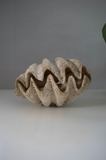 Rare antique giant tridacna - rare,