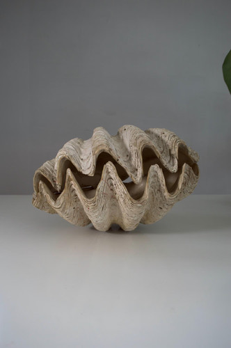 Rare antique giant tridacna - rare,