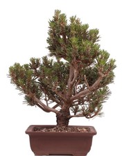Bonsai - Pinus thunbergii