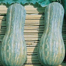 Zucca Lunga Invernale di Napoli – 30 Semi – Rara, Gigante, Alta Germinabilità, S