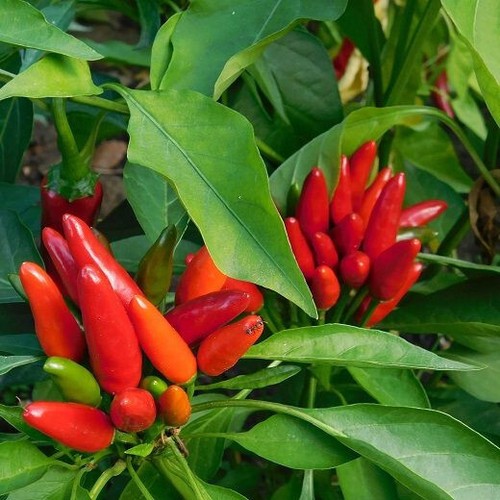 Semi peperoncino - semi, di