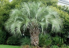 Butia capitata palma in - butia,