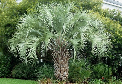 Butia capitata palma in - -, (in