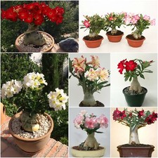 Adenium obesum - rosa del