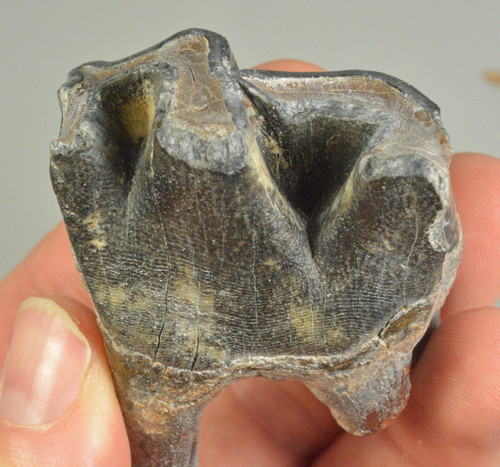Dente rinoceronte lana - rinoceronte,