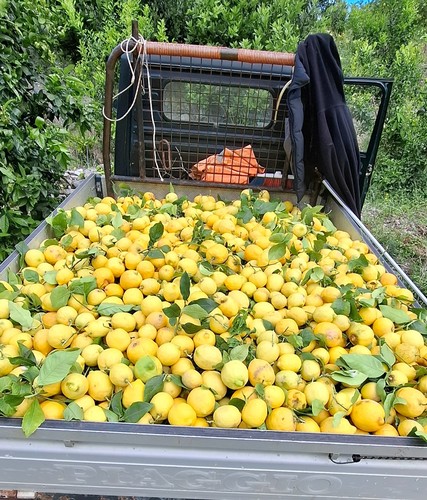 Limone femminello del - limone,