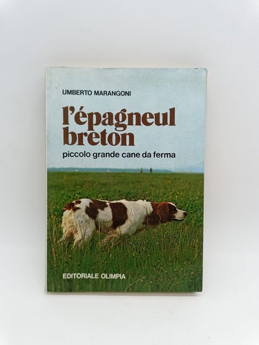 Epagneul breton u - breton,