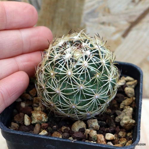 Coryphantha cornifera vaso - coryphantha,