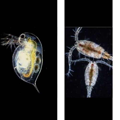 Due mix daphnia - daphnia, pulex