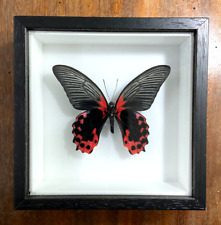 Papilio rumanzovia Farfalla