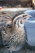 12 uova FERILI FECONDE di