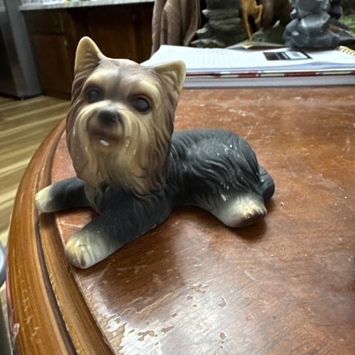 Yorkshire terrier yorkie - yorkshire, dog