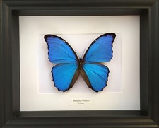 Vera farfalla Morpho Didius