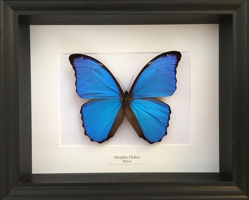 Vera farfalla morpho - morpho, didius