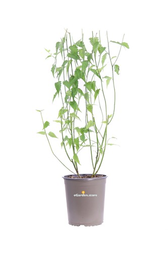 Pianta kerria japonica - pianta,