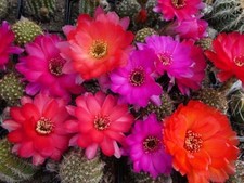 Semi di Cactus Chamaelobivia