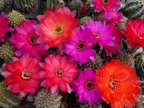 Semi cactus rainbow giant - cactus, "rainbow