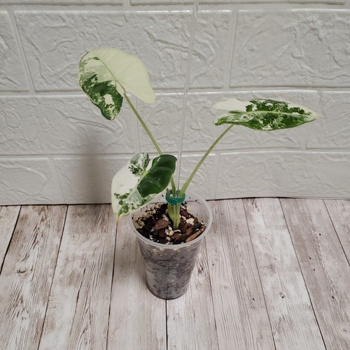 Alocasia frydek - 🪴,