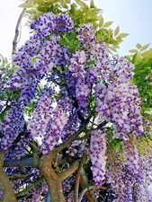 5 SEMI di GLICINE LILLA