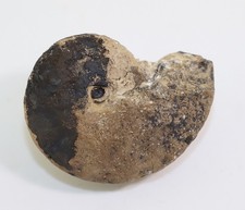 Nautilus, Clydonautilus