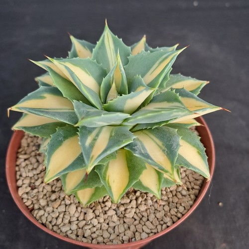 Agave kissho kan nishiki - cv., "kissho