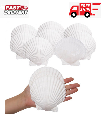 10pcs sea shells white scallop - sea,