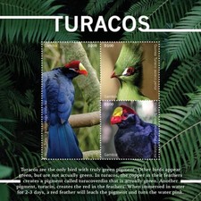 Gambia 2020 turacos bird - turacos,