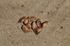 LARICE SIBERIANO - LARIX