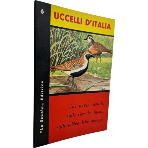 Sabatini uccelli rive - , spiagge