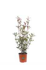 Pianta photinia fraseri red - di,