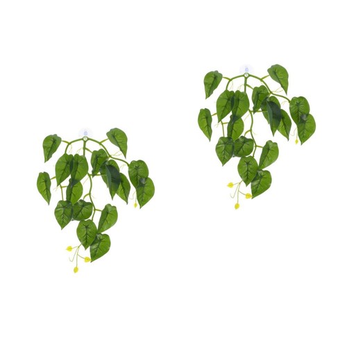 Set piante ventosa per - of,