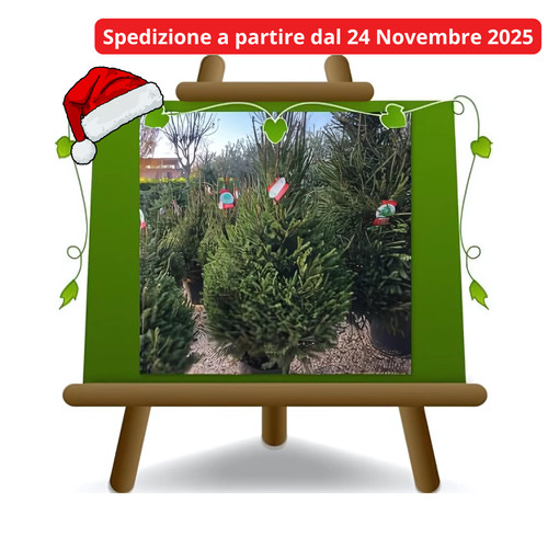 Albero natale vero - albero,