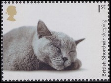 GB 4676 Gatti British pelo