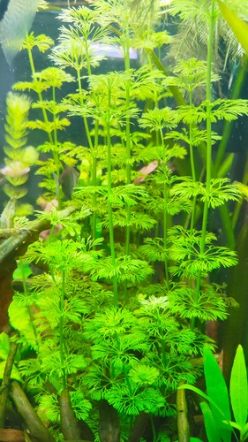 Limnophila sessiliflora - , 10
