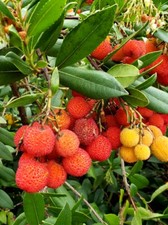 10 Semi Corbezzolo Arbutus unedo Strawberry Tree Arbousier Madroño seeds