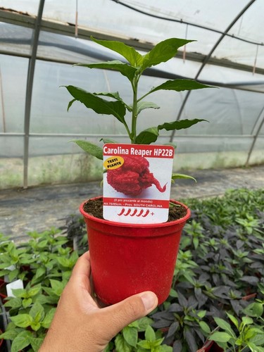 Peperoncino carolina reaper - peperoncino,
