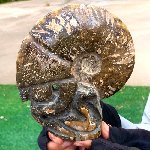 Libbre raro tentacolo - libbre,