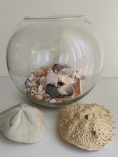 Lotto conchiglie in boule di