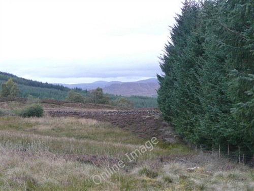 Photo 6x4 forest edge - 6x4,